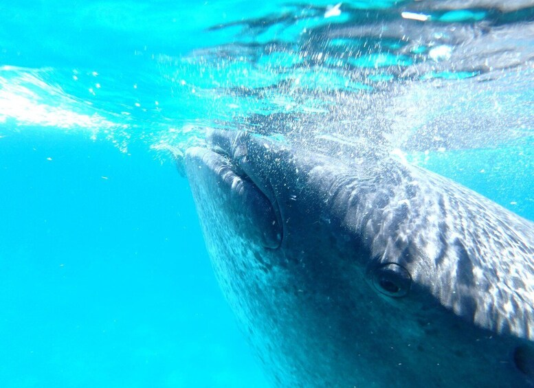 From Cebu: Oslob Whale Shark Snorkeling & Tumalog Waterfall