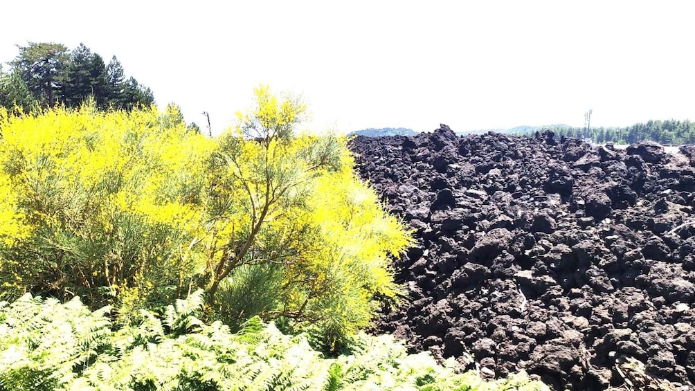 Picture 3 for Activity Mt Etna Private guided walking Tour with Wine Tasting