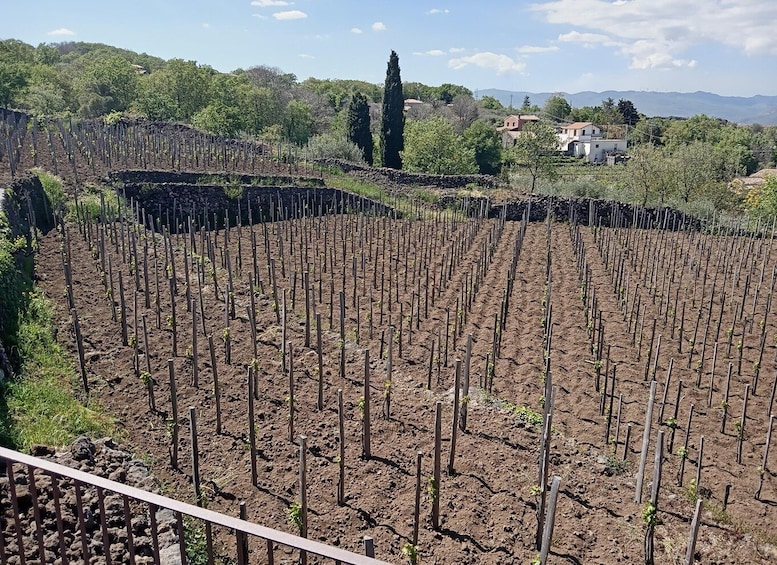 Picture 8 for Activity Mt Etna Private guided walking Tour with Wine Tasting