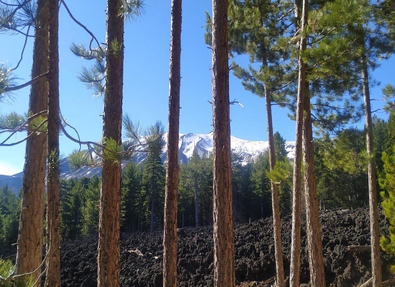 Picture 1 for Activity Mt Etna Private guided walking Tour with Wine Tasting