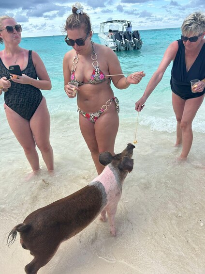 Picture 39 for Activity Nassau: 3 Islands Tour, Snorkel, Pig Beach, Turtles & Lunch