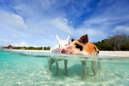 Nassau : 3 Îles Tour, Tuba, Pig Beach, Tortues et Déjeuner