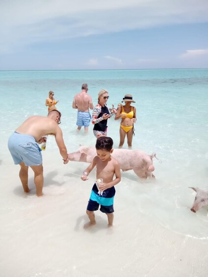 Picture 13 for Activity Nassau: 3 Islands Tour, Snorkel, Pig Beach, Turtles & Lunch