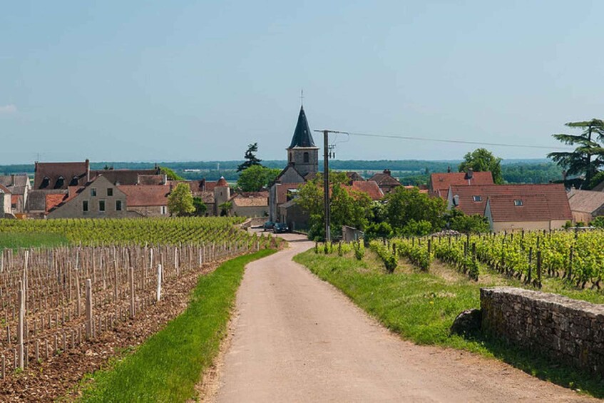 Vosne-Romanée: Private Vineyards Walking Tour with Tasting