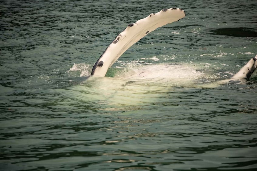 Picture 2 for Activity Juneau: Mendenhall Glacier Waterfall & Whale Watching Tour