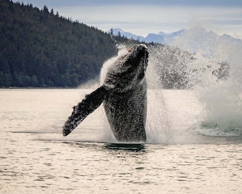 Juneau: Mendenhall Glacier Waterfall & Whale Watching Tour