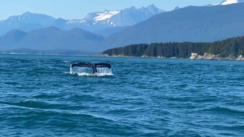 Picture 3 for Activity Juneau: Mendenhall Glacier Waterfall & Whale Watching Tour