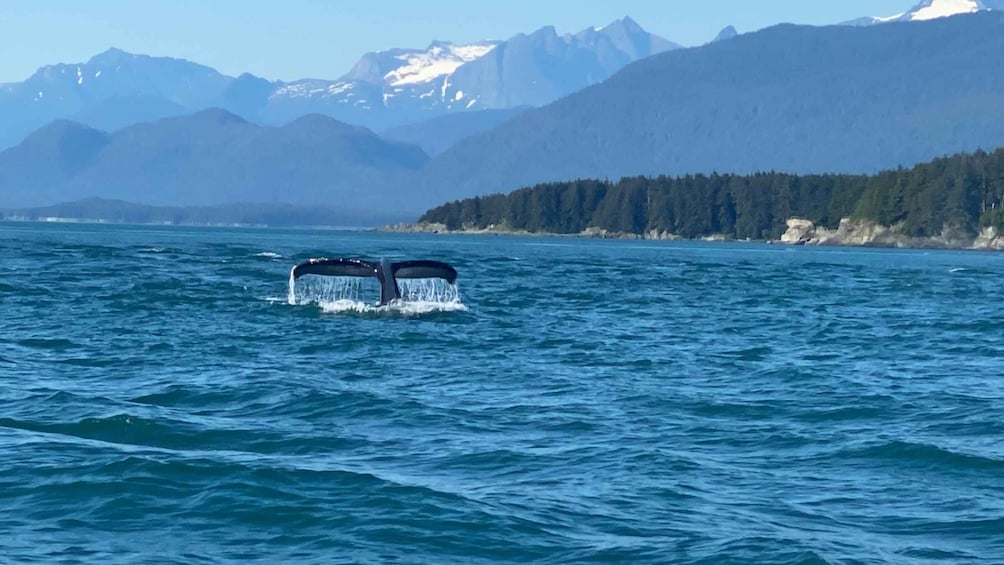 Picture 3 for Activity Juneau: Mendenhall Glacier Waterfall & Whale Watching Tour
