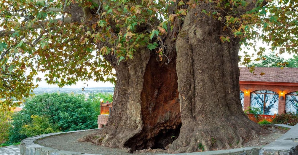 Picture 12 for Activity Kakheti Homeland of wine (Sighnaghi+Bodbe+Telavi)