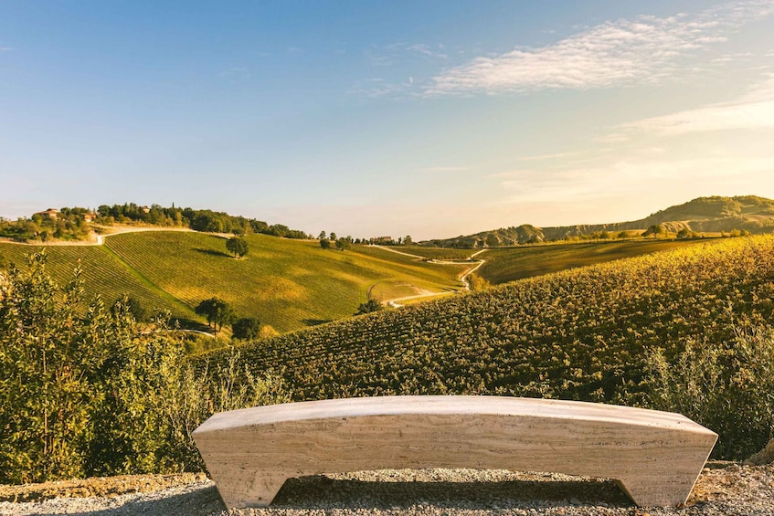 Picture 8 for Activity Bologna: Olive Grove and Vineyard Tour with Product Tastings