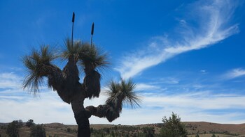 10 Top Things To Do In Hawker 2020 Activity Guide Expedia