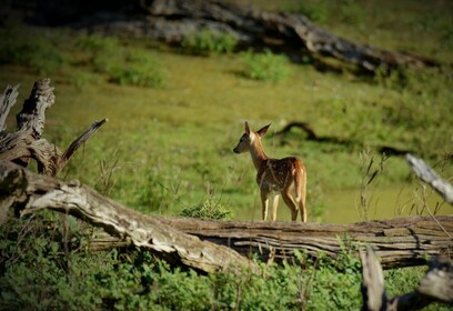 Katmandou : Visite de safari de 3 jours sur la faune, la culture et la jung...