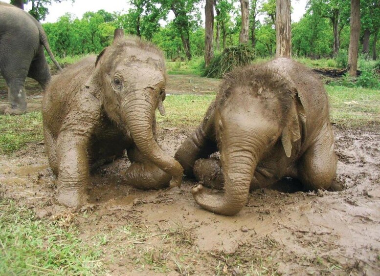 Picture 47 for Activity Kathmandu: 3-Day Wildlife, Culture and Jungle Safari Tour