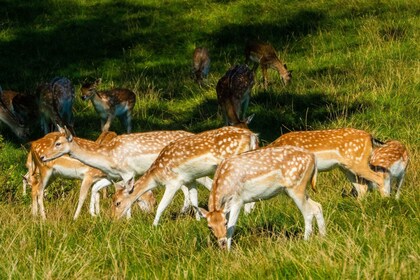 Katmandou : Visite de safari de 3 jours sur la faune, la culture et la jung...