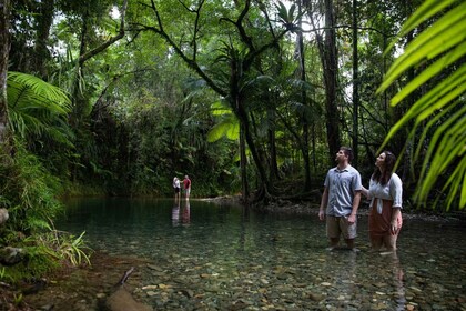 Tour de exploración por el sur de Daintree: medio día