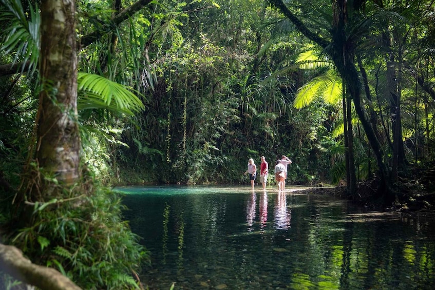 Picture 2 for Activity Southern Daintree Explorer Tour - Half Day