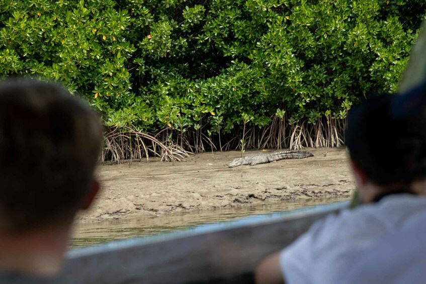 Picture 3 for Activity Southern Daintree Explorer Tour - Half Day