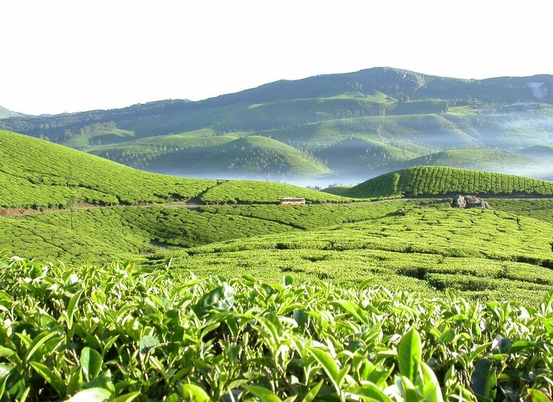 Picture 4 for Activity Munnar site-seeing Tour