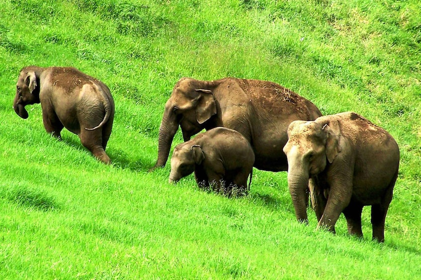 Picture 1 for Activity Munnar site-seeing Tour