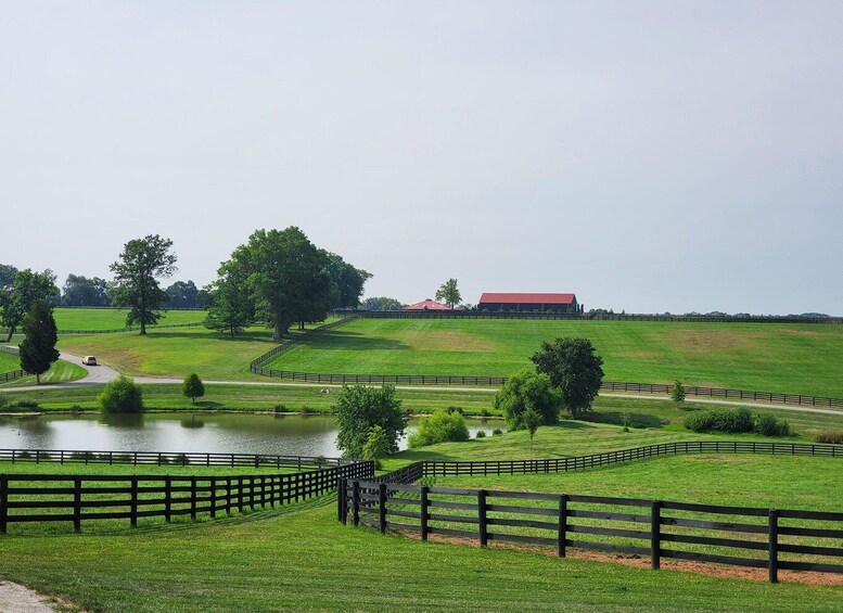 Picture 3 for Activity From Lexington: Kentucky Horse Farms Tour