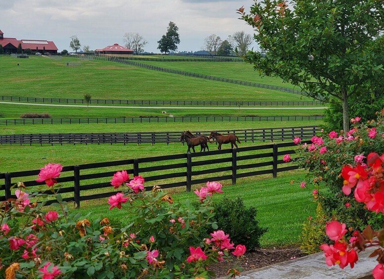 From Lexington: Kentucky Horse Farms Tour