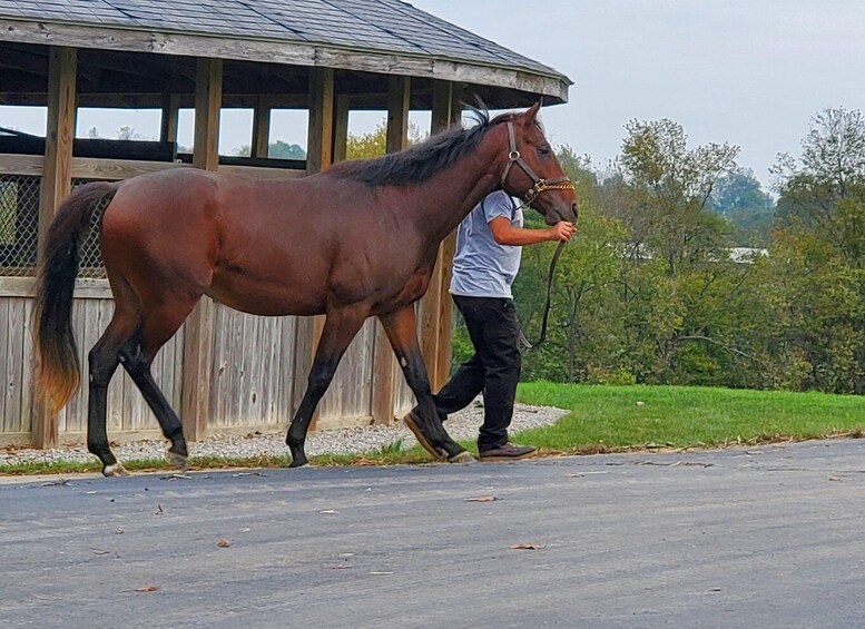 Picture 1 for Activity From Lexington: Kentucky Horse Farms Tour