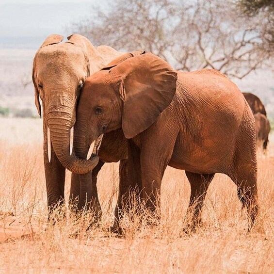 Nairobi National Park;4hr Gamedrive in only world city park