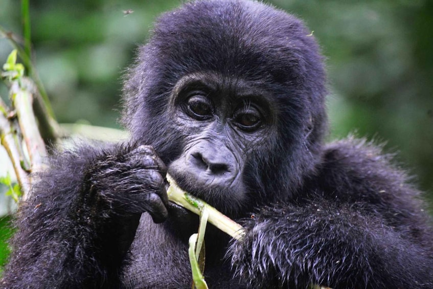 Picture 1 for Activity From Kigali: Volcanoes National Park Gorilla Trek with Lunch