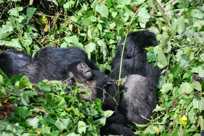 Picture 6 for Activity From Kigali: Volcanoes National Park Gorilla Trek with Lunch