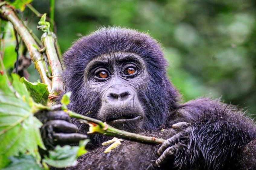 Picture 3 for Activity From Kigali: Volcanoes National Park Gorilla Trek with Lunch