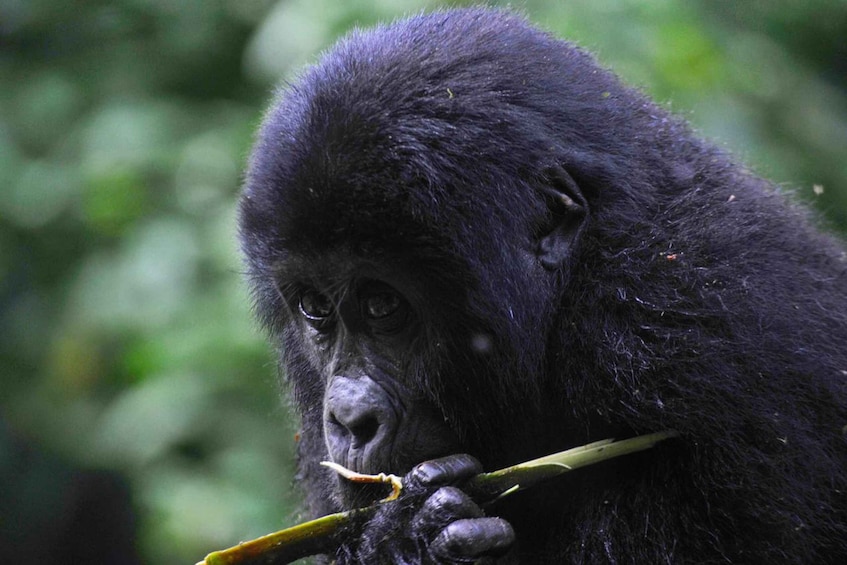 From Kigali: Volcanoes National Park Gorilla Trek with Lunch