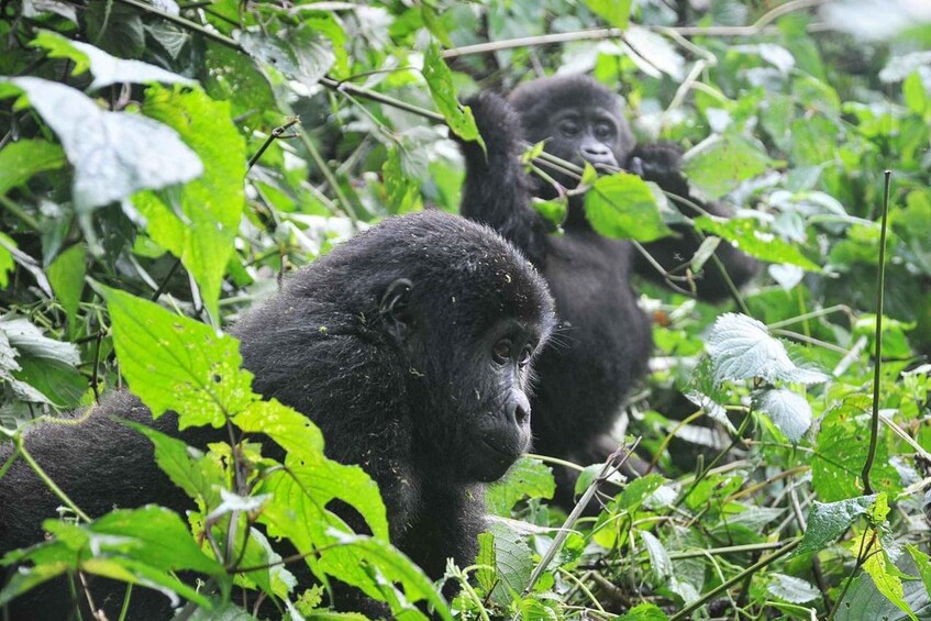 Picture 4 for Activity From Kigali: Volcanoes National Park Gorilla Trek with Lunch