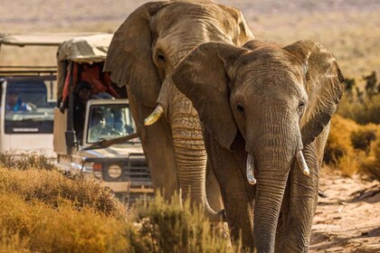 From Cape Town: Big Five Safari Experience with Lunch