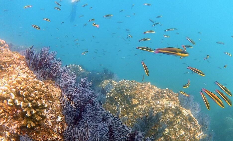 Picture 8 for Activity San Jose del Cabo Snorkeling Tour