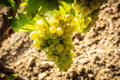 Besichtigung und Verkostung auf dem Weingut Duca di Salaparuta