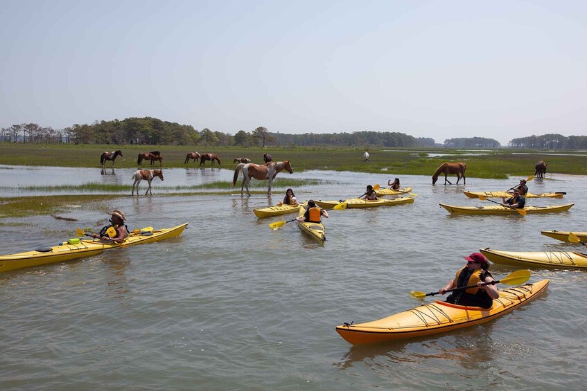 Picture 9 for Activity From Chincoteague: Guided Kayak Tour to Assateague Island