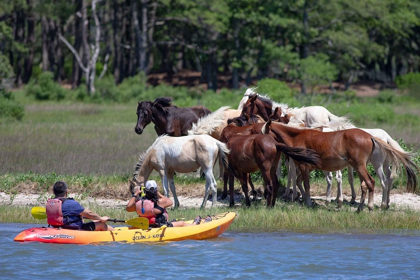 Picture 6 for Activity From Chincoteague: Guided Kayak Tour to Assateague Island
