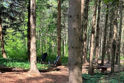 Unique Forest Bathing Experience in Wendover with Lunch