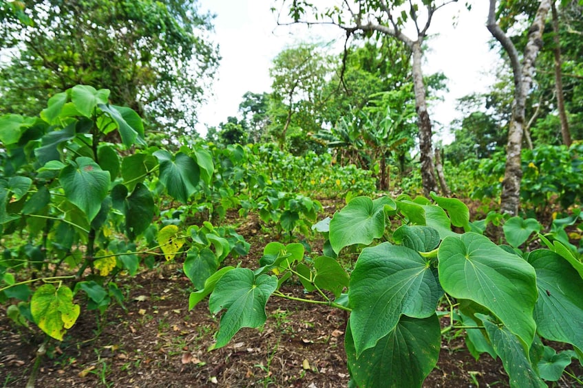 Picture 1 for Activity Efate: Eden on the River's Kava Experience