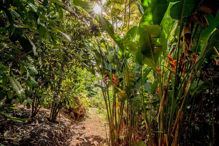 Picture 6 for Activity Efate: Eden on the River's Kava Experience