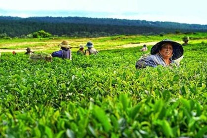 Private Southwest Day Tour with to Tea Factory & Tea tasting