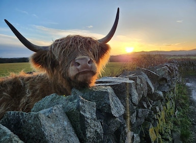 Private Tour of Highlands, Oban, Glencoe, Lochs & Castles