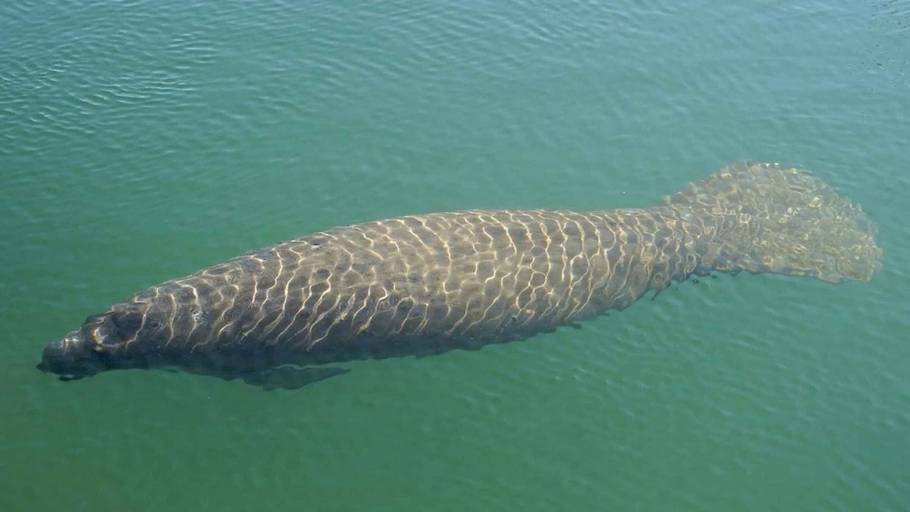 Picture 3 for Activity Bradenton: Anna Maria Island Guided Kayaking Manatee Tour