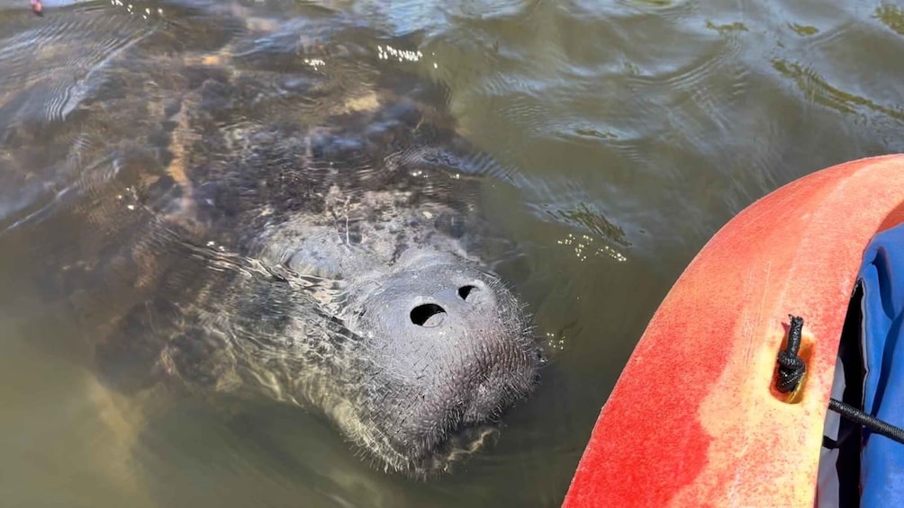 Picture 9 for Activity Bradenton: Anna Maria Island Guided Kayaking Manatee Tour