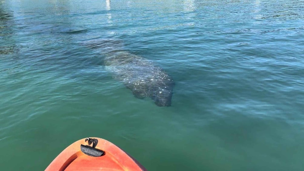 Picture 5 for Activity Bradenton: Anna Maria Island Guided Kayaking Manatee Tour