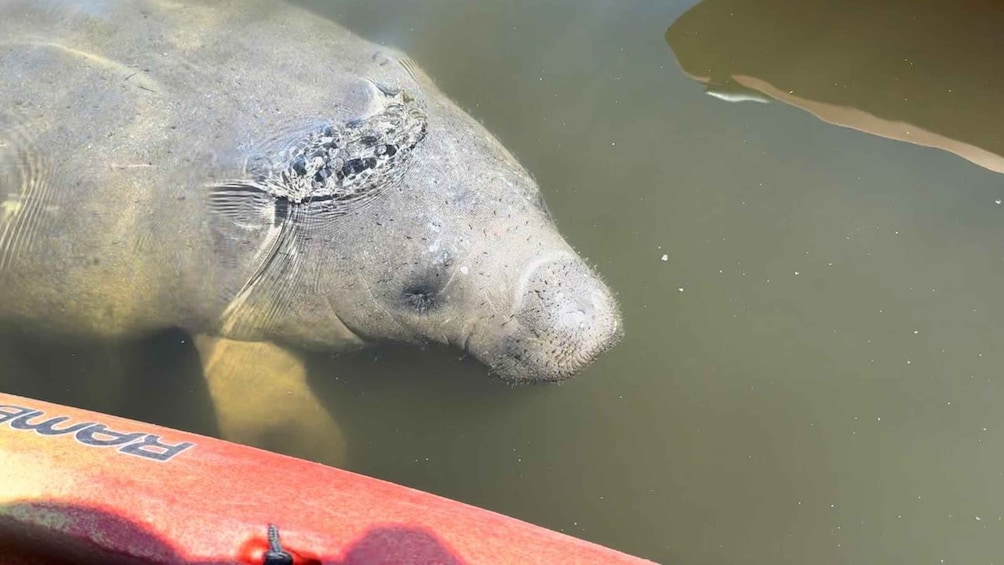 Picture 4 for Activity Bradenton: Anna Maria Island Guided Kayaking Manatee Tour