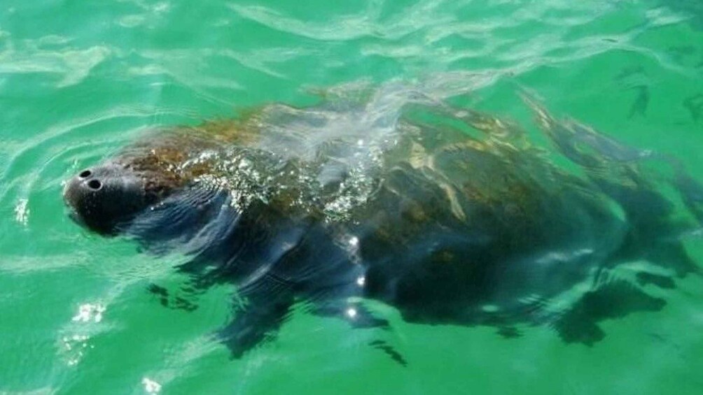 Picture 2 for Activity Bradenton: Anna Maria Island Guided Kayaking Manatee Tour