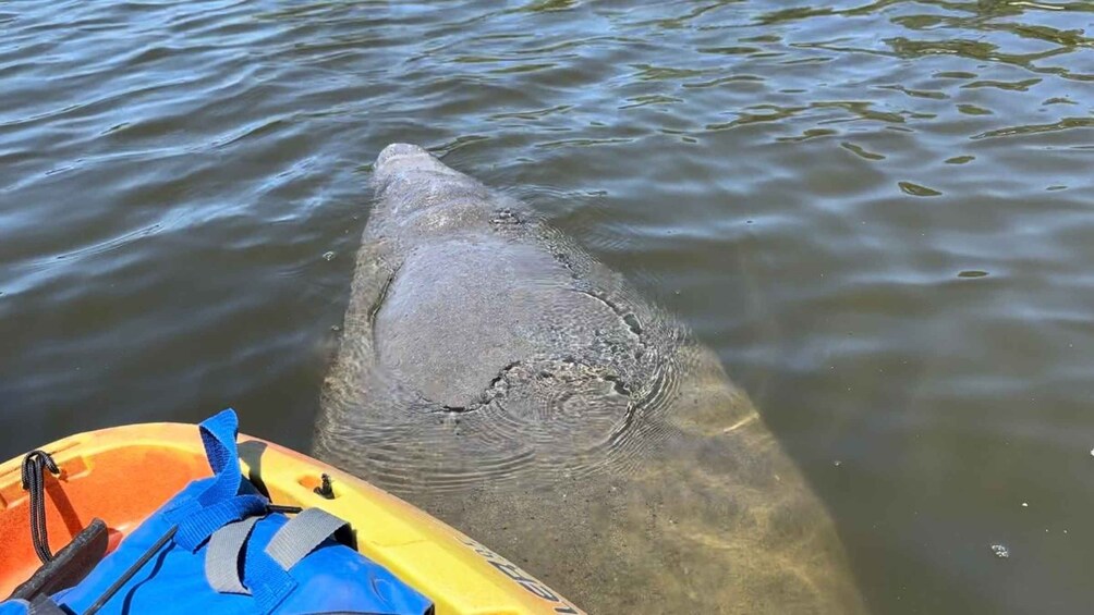 Picture 6 for Activity Bradenton: Anna Maria Island Guided Kayaking Manatee Tour