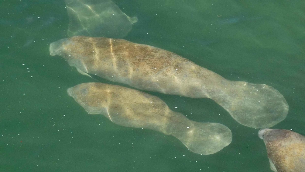 Picture 4 for Activity Bradenton: Anna Maria Island Guided Kayaking Manatee Tour