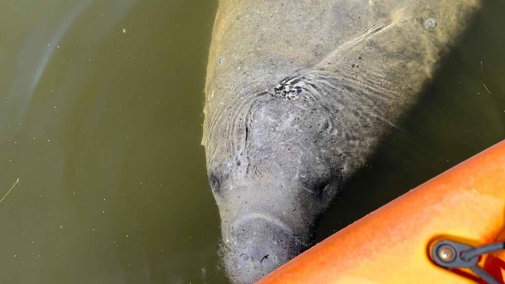 Picture 8 for Activity Bradenton: Anna Maria Island Guided Kayaking Manatee Tour